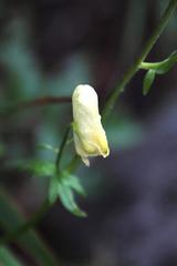 Aconitum umbrosum