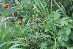 Aconitum umbrosum