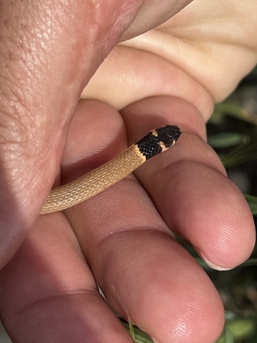 Roth's Dwarf Snake
