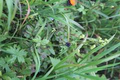 Aconitum umbrosum