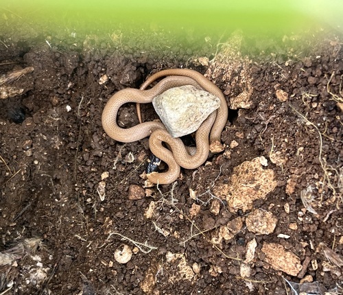 Roth's Dwarf Snake