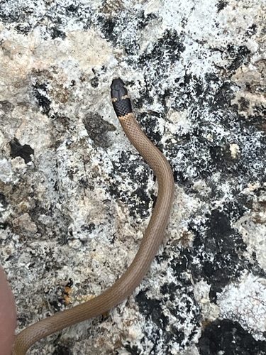 Roth's Dwarf Snake