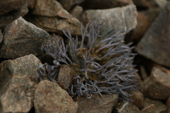Lignocarpa carnosula