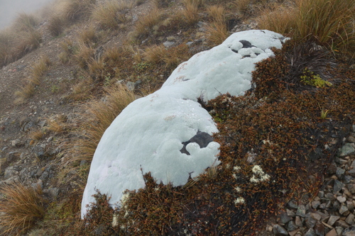 Image of Raoulia eximia by (c) Julia Palmer, some rights reserved (CC BY)