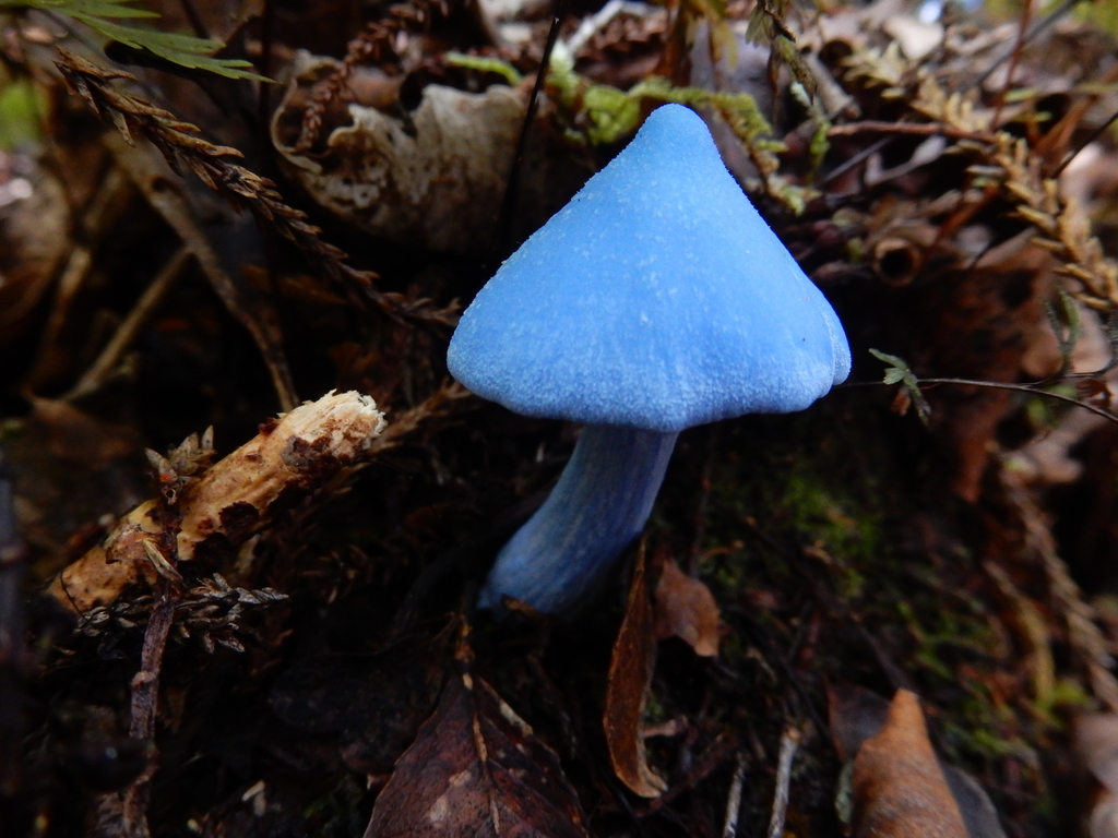 Entoloma hochstetteri · March 2025 · photo: © rayjackson (iNaturalist, cc-by)