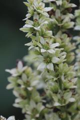 Veratrum grandiflorum