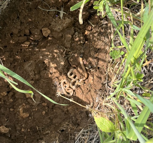 Roth's Dwarf Snake