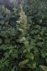Veratrum grandiflorum