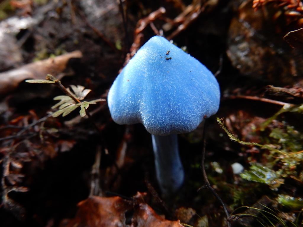 Entoloma hochstetteri · March 2025 · photo: © rayjackson (iNaturalist, cc-by)