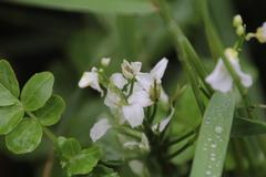 Cardamine scutata