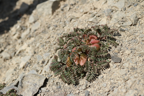 Montigena novae-zelandiae