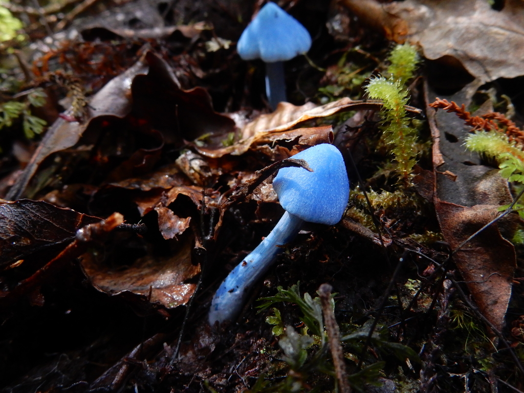 Entoloma hochstetteri · March 2025 · photo: © rayjackson (iNaturalist, cc-by)