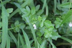 Cardamine scutata