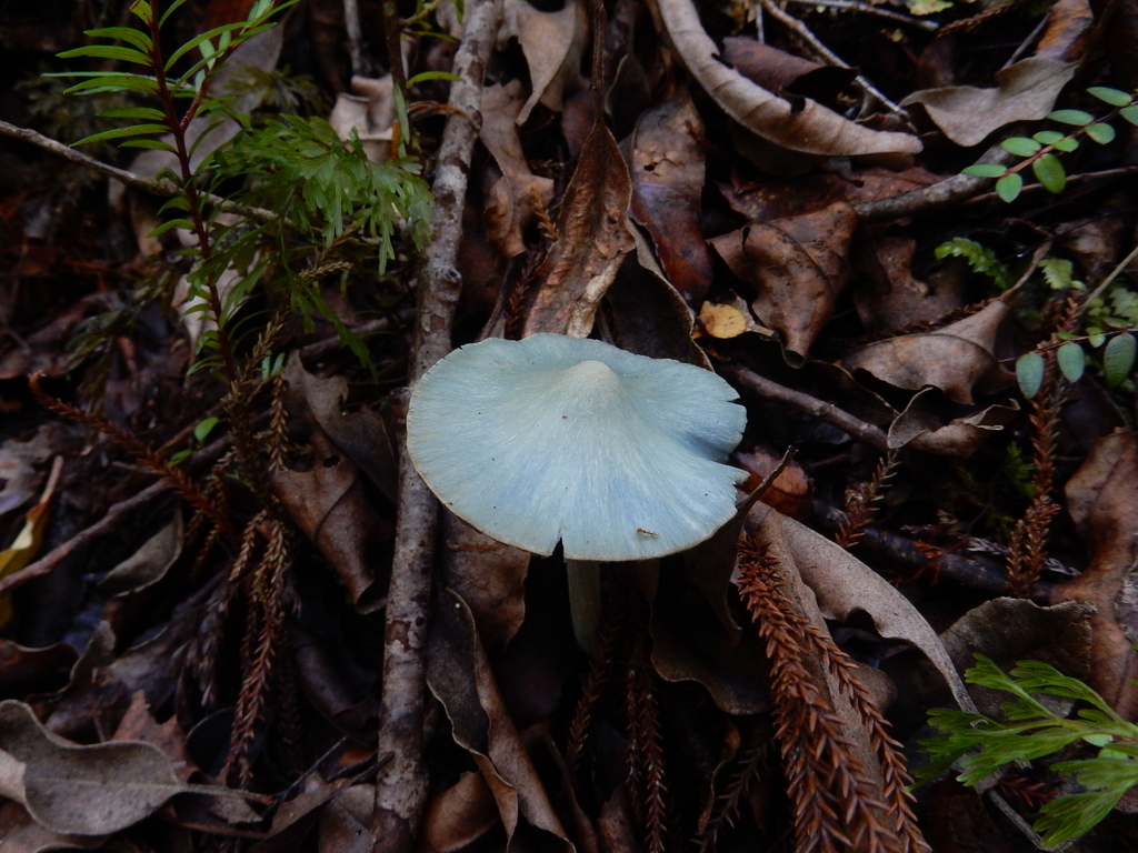 Entoloma hochstetteri · March 2025 · photo: © rayjackson (iNaturalist, cc-by)