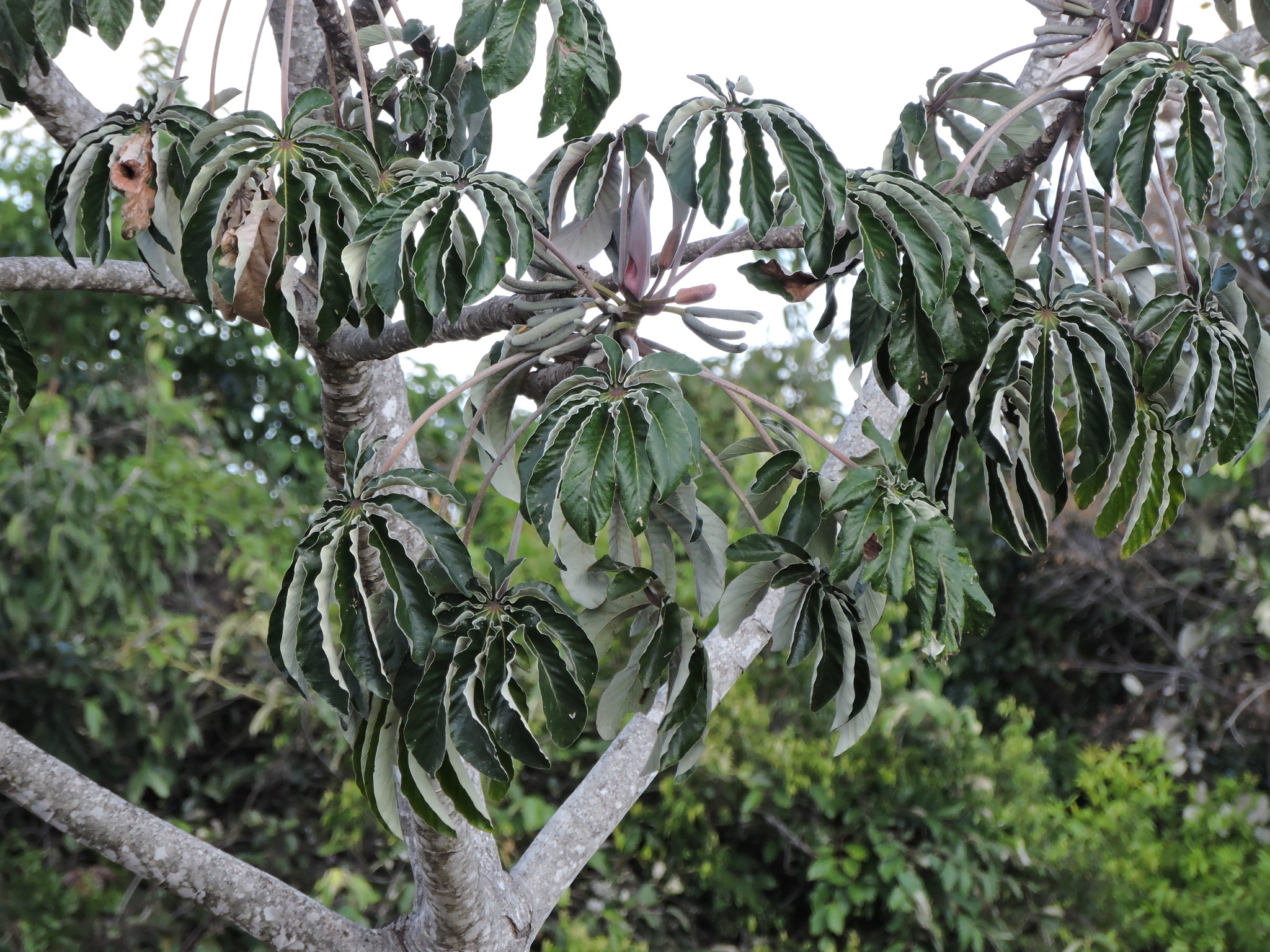 Cecropia pachystachya
