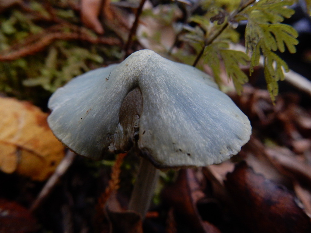 Entoloma hochstetteri · March 2025 · photo: © rayjackson (iNaturalist, cc-by)