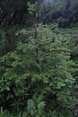 Picea jezoensis