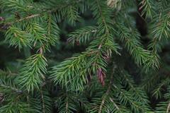 Picea jezoensis