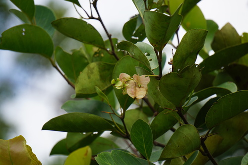 Combretocarpus