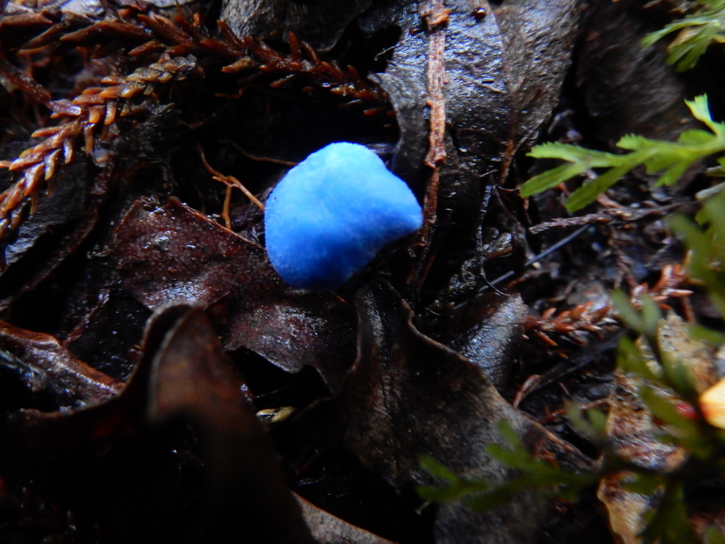 Entoloma hochstetteri · March 2025 · photo: © rayjackson (iNaturalist, cc-by)