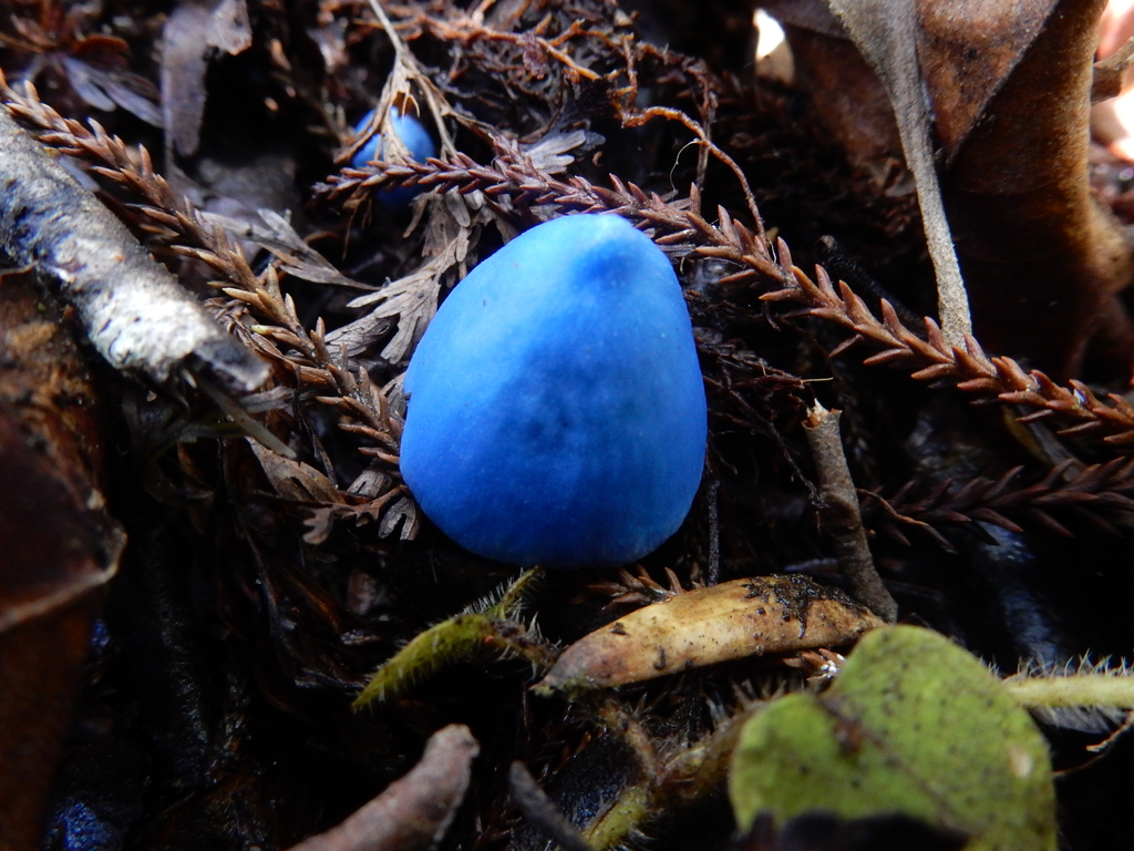 Entoloma hochstetteri · March 2025 · photo: © rayjackson (iNaturalist, cc-by)