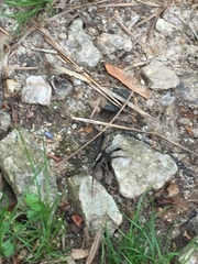 Schizocosa crassipes