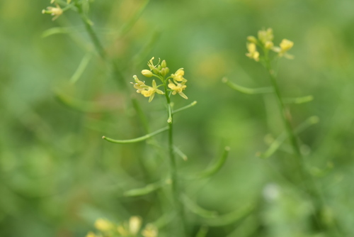Image of Rorippa indica by (c) Yung-Lun Lin, some rights reserved (CC BY)