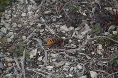 Vespa simillima simillima