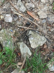 Schizocosa crassipes