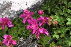 Rhododendron camtschaticum