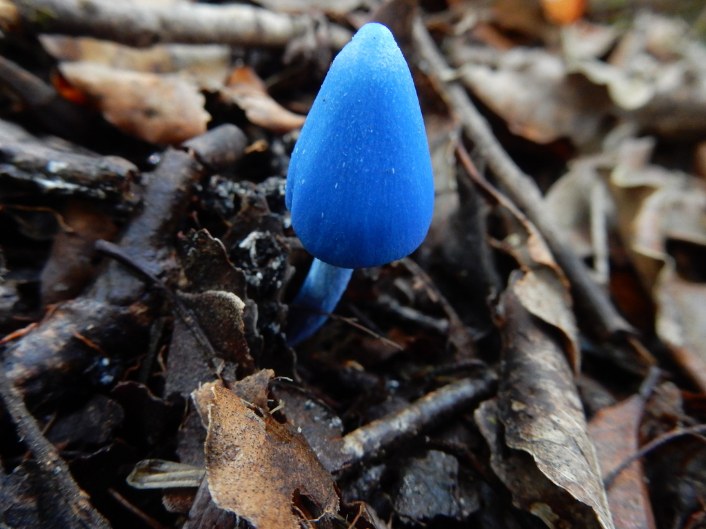 Entoloma hochstetteri · March 2025 · photo: © rayjackson (iNaturalist, cc-by)
