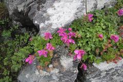 Rhododendron camtschaticum