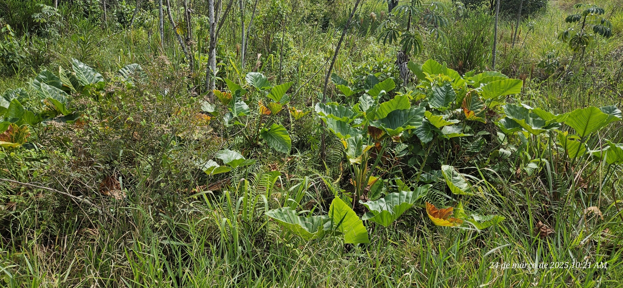 Imagem de Guanandi
