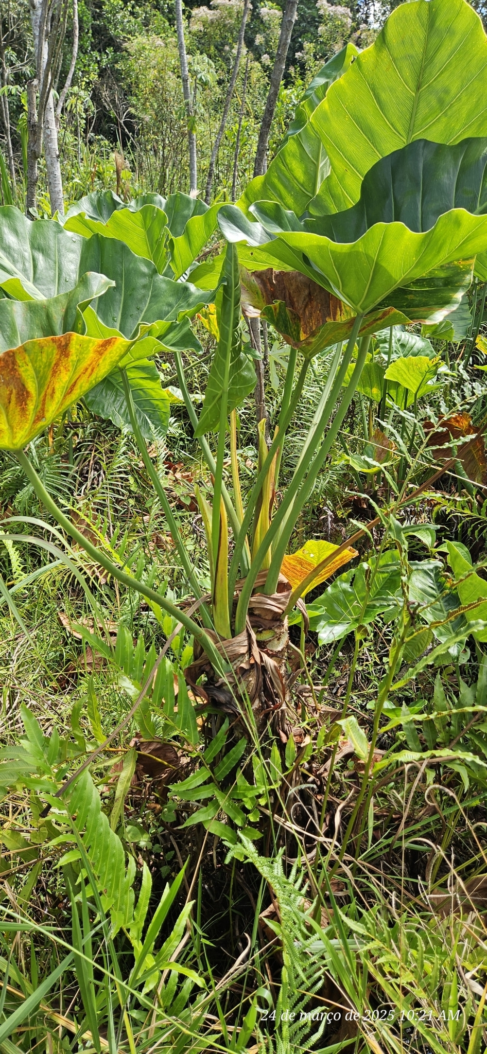 Imagem de Guanandi