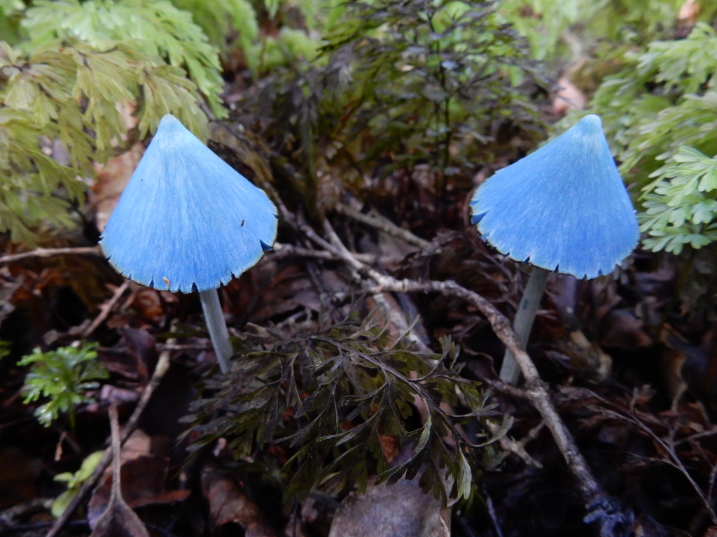 Entoloma hochstetteri · March 2025 · photo: © rayjackson (iNaturalist, cc-by)