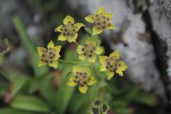 Bupleurum triradiatum