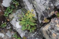 Bupleurum triradiatum
