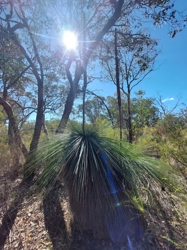 Image of Xanthorrhoea glauca by (c) Corey Koala, some rights reserved (CC BY)