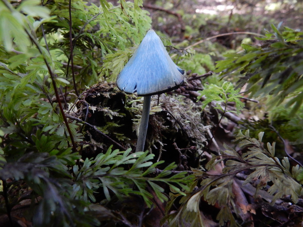Entoloma hochstetteri · March 2025 · photo: © rayjackson (iNaturalist, cc-by)