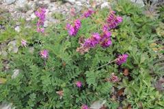 Hedysarum sachalinense