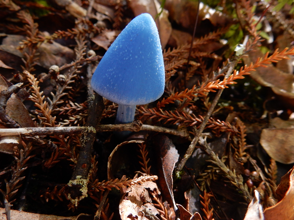 Entoloma hochstetteri · March 2025 · photo: © rayjackson (iNaturalist, cc-by)