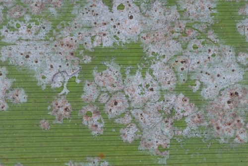 echinoplaca lichen (Echinoplaca tetrapla)