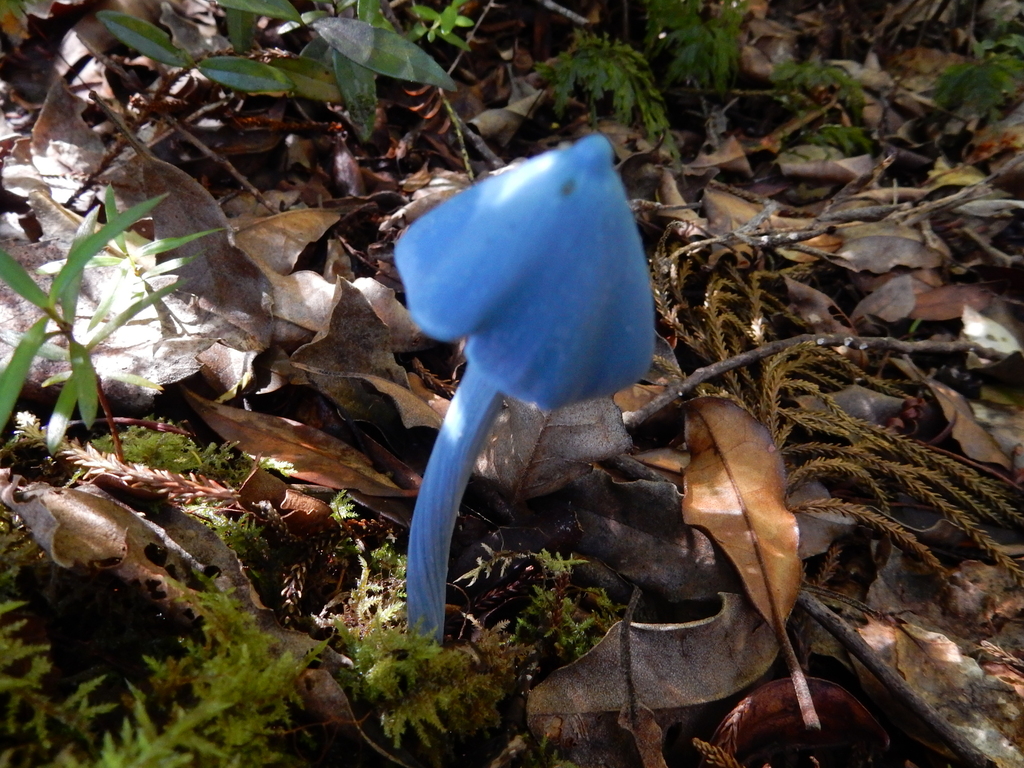 Entoloma hochstetteri · March 2025 · photo: © rayjackson (iNaturalist, cc-by)