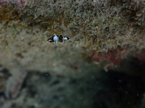 Photo of Ornate Wrasse (Halichoeres hortulanus)