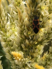 Lygaeus kalmii angustomarginatus
