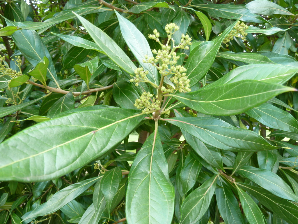 Heteropyxideae