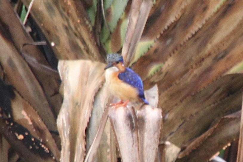 Malagasy Kingfisher (Corythornis vintsioides), photo 6