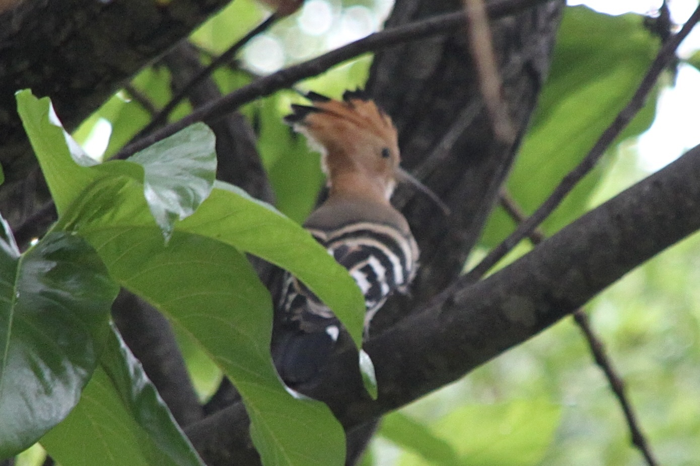 Madagascar Hoopoe (Upupa marginata), photo 4
