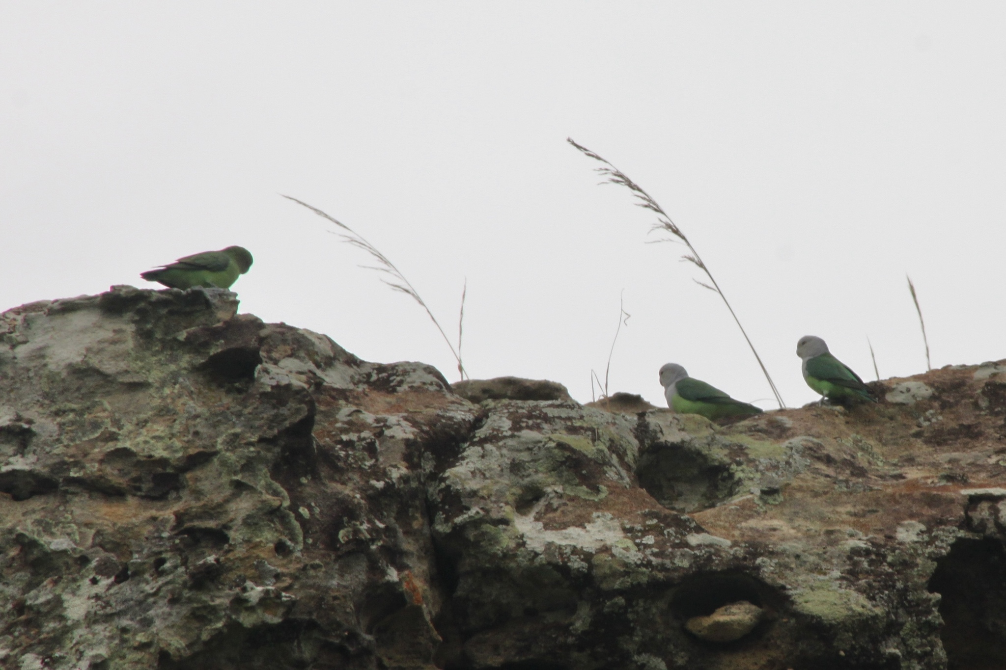 Grey-headed Lovebird (Agapornis canus), photo 1