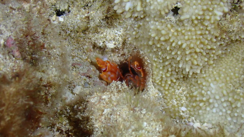 Corallianassa oahuensis, 2025-03-25
